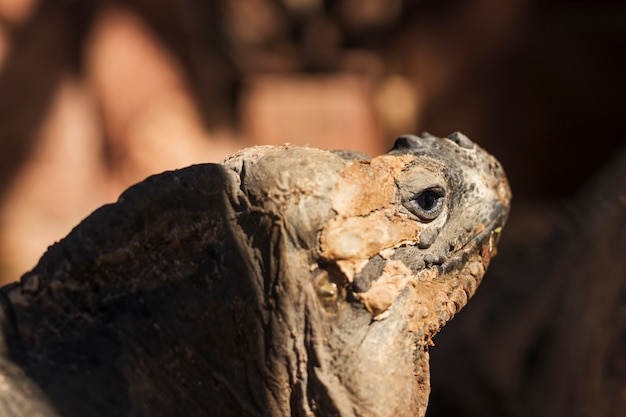 Foto gratuita iguana