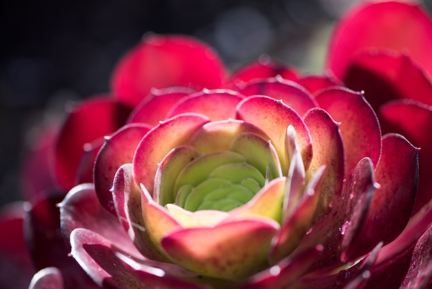 Foto gratuita iluminación en el negro aeonium