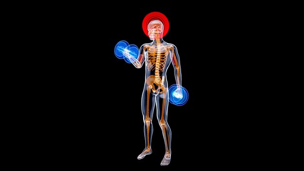 Ilustración 3D de una anatomía de un hombre de rayos X haciendo flexiones de bíceps