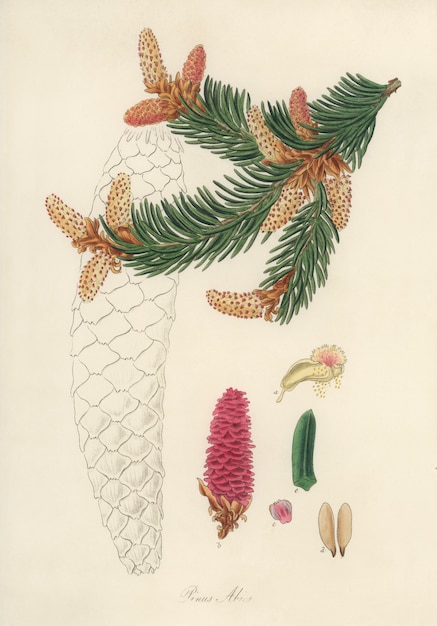 Ilustración de abeto rojo (Pinus Abies) de Medical Botany (1836)