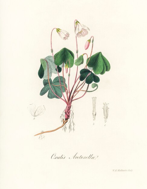 Ilustración de la acedera de madera (Oxalis acetosella) de Medical Botany (1836)