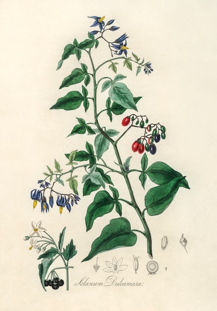 Ilustración agridulce (Solanum dulcamara) de Medical Botany (1836)