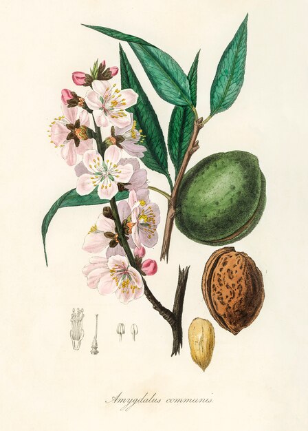 La ilustración de la almendra (Amygdalus communis) de Medical Botany (1836)