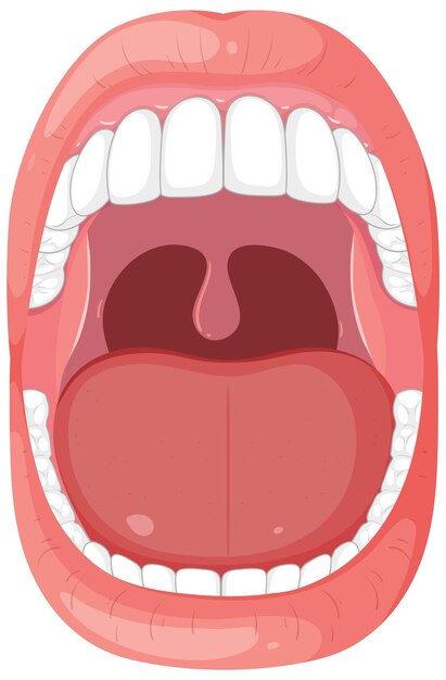 Ilustración de la anatomía de la boca abierta