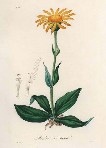 Foto gratuita ilustración de árnica de montaña (arnica montana) de medical botany (1836)