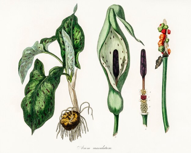 Ilustración de Arum maculatum de Medical Botany (1836)