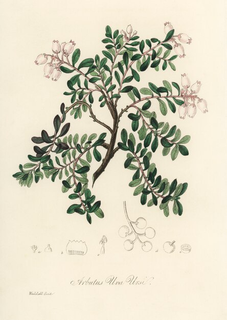 Ilustración de Bearberry (Arbutus uva ursi) de Medical Botany (1836)