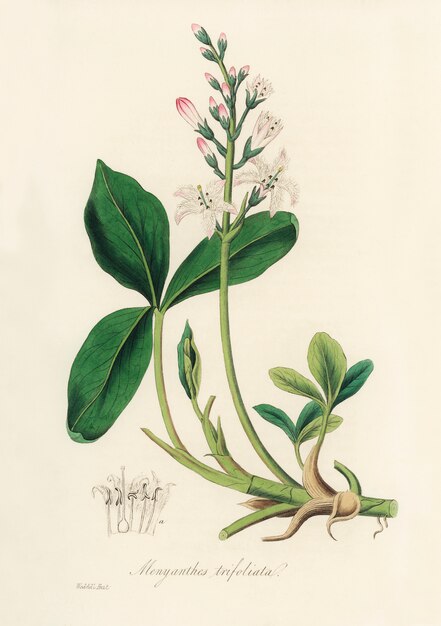 Ilustración de Bogbean (Menyanthes trifoliata) de Medical Botany (1836)