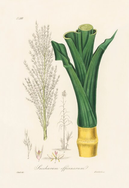 Ilustración de caña de azúcar (Saccharum officnarum) de Medical Botany (1836)