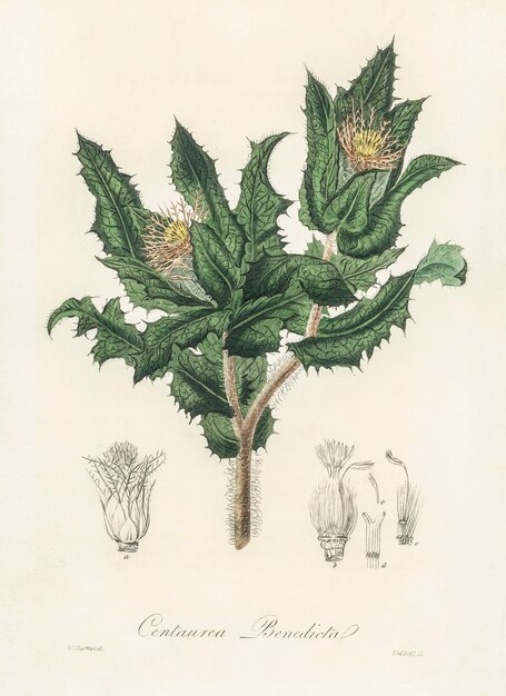 Ilustración del cardo santo (Centaurea benedicta) de Medical Botany (1836)