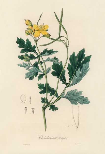 Ilustración de Celidonia Mayor (Chelidonium majus) de Medical Botany (1836)