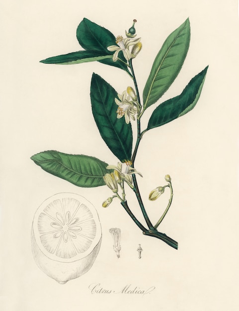 Ilustración de cidra (Citrus medica) de Medical Botany (1836)