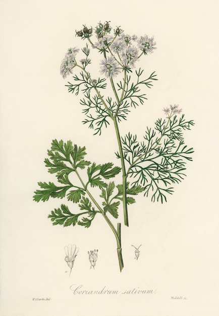 Ilustración de coriandro (Coriandrum sativum) de Medical Botany (1836)