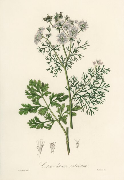 Ilustración de coriandro (Coriandrum sativum) de Medical Botany (1836)