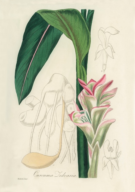 Foto gratuita ilustración de cúrcuma blanca (curcuma zedoaria) de medical botany (1836)