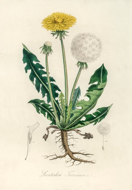 Ilustración de leontodon taraxacuma de Medical Botany (1836)