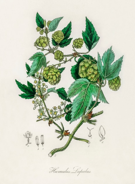 Ilustración de lúpulo (Humulus lupulus) de Medical Botany (1836)