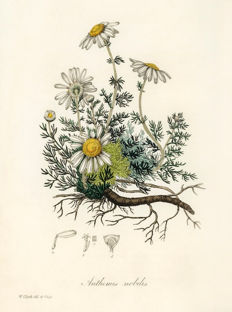 Ilustración de manzanilla (Anthemis nobilis) de Medical Botany (1836)