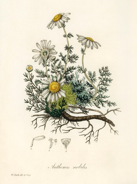 Ilustración de manzanilla (Anthemis nobilis) de Medical Botany (1836)