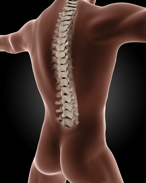 Ilustración médica de columna vertebral