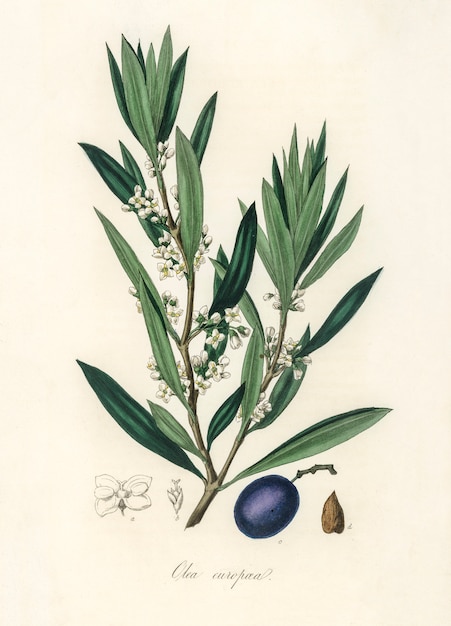 Ilustración de oliva (Olea europaea) de Medical Botany (1836)