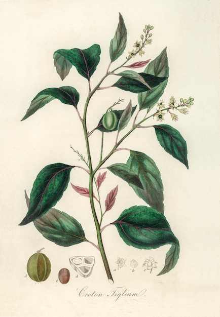 Ilustración de poton Croton (Croton tiglium) de Medical Botany (1836)