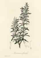 Foto gratuita ilustración de rosemary (rosmarinus) officinalis de medical botany (1836)