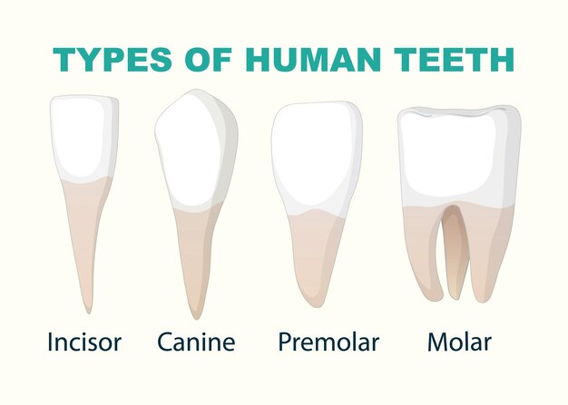 Ilustración de los tipos de dientes humanos