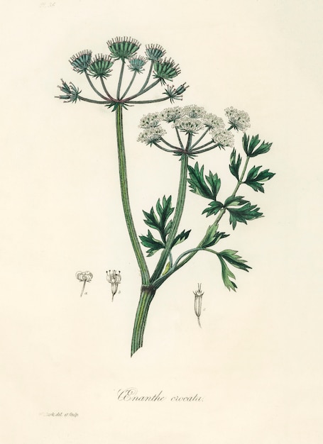 Ilustración de Water dropwort (Onanthe grocata) de Medical Botany (1836)