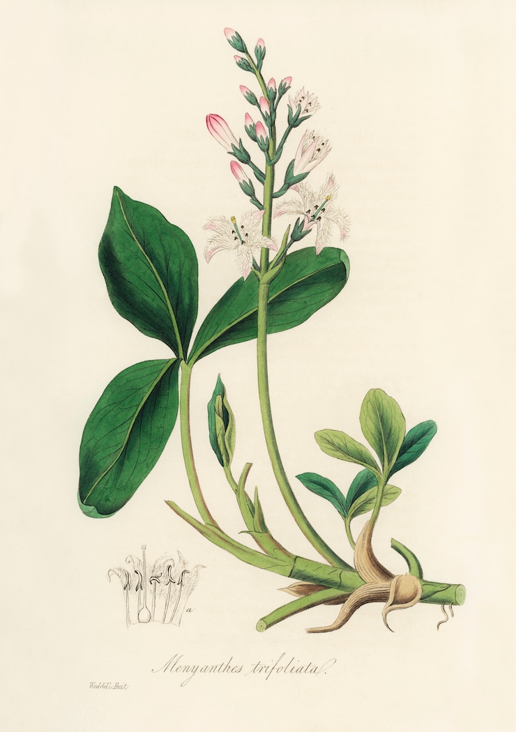 Photo Gratis ilustrasi bogbean (menyanthes trifoliata) dari medical botany (1836)