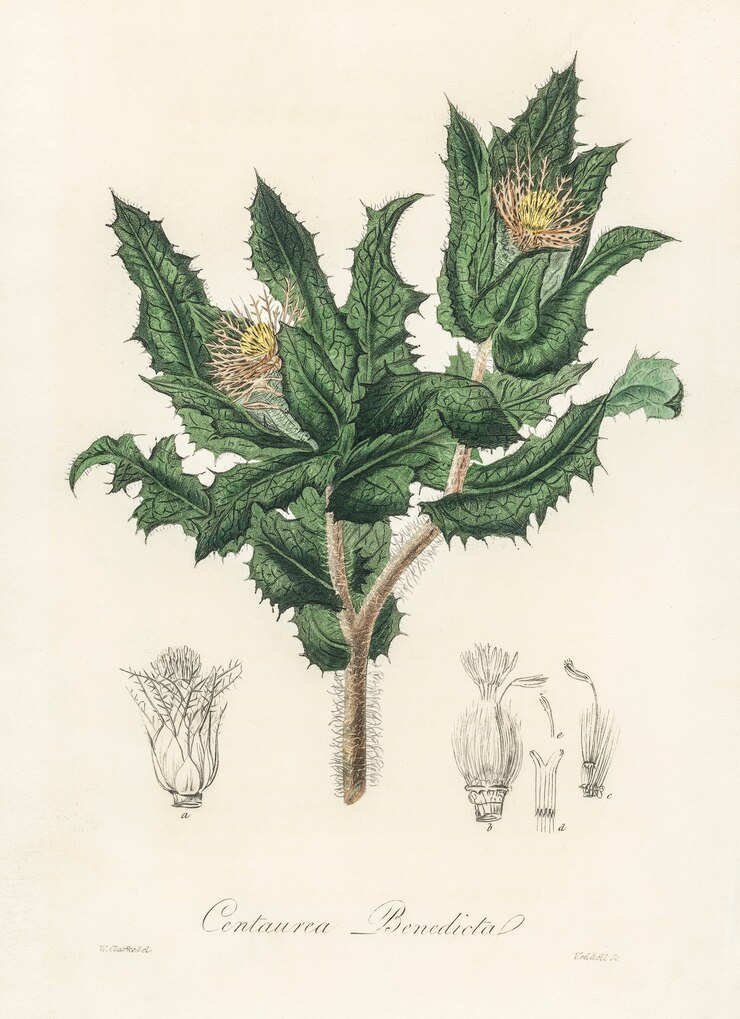 Photo Gratis ilustrasi holy thistle (centaurea benedicta) dari medical botany (1836)