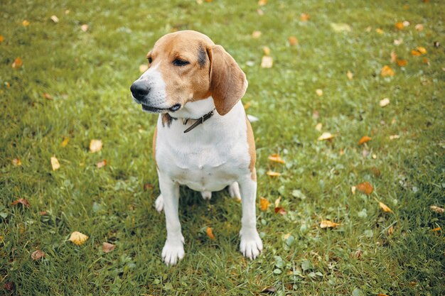 Imagen aislada de beagle adulto sentado sobre la hierba verde, descansando durante la caminata matutina en el parque con su dueño. Hermoso perro blanco y marrón descansando al aire libre. Concepto de mascotas y animales.