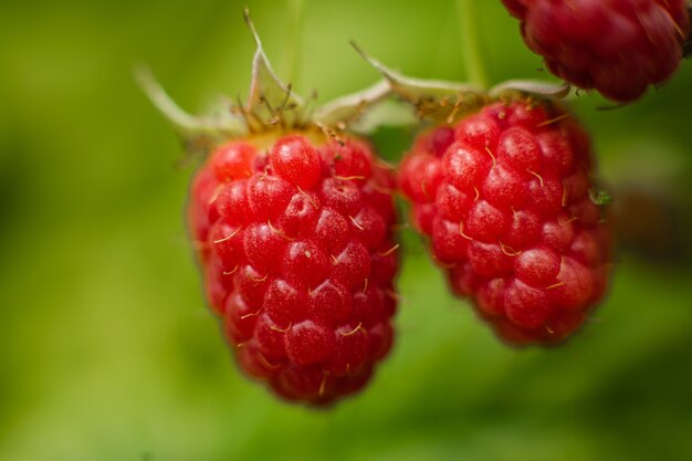 Imagen de bayas de frambuesa maduradas en una rama en el bosque. Algunas bayas rosadas cuelgan de una rama con fondo borroso