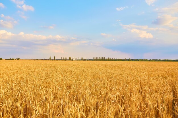 Imagen de campo de trigo con cielo azul