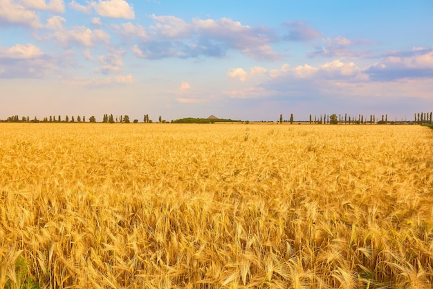 Imagen de campo de trigo con cielo azul