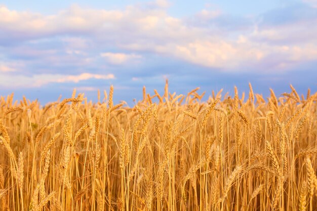 Imagen de campo de trigo con cielo azul