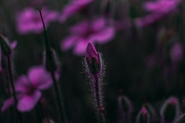 Imagen detallada de una flor morada en ciernes en un campo