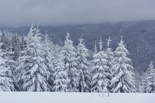 Imagen escénica del árbol spruces. Día helado, calma escena invernal.