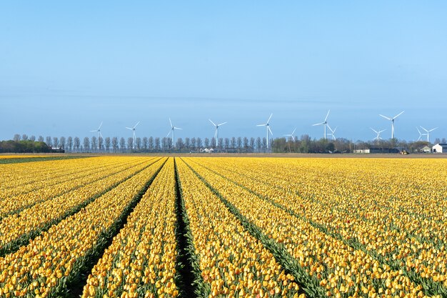 Imagen fascinante de un campo de tulipanes amarillos bajo la luz del sol