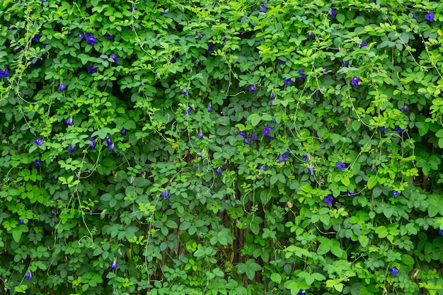 Imagen de fondo de hojas verdes frescas en la naturaleza