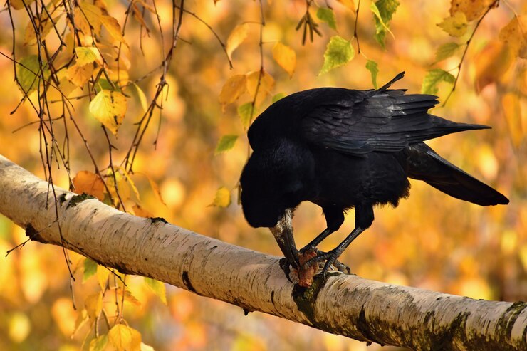 Foto gratuito imagen hermosa de un pájaro - cuervo / cuervo en naturaleza del otoño. (corvus frugilegus)