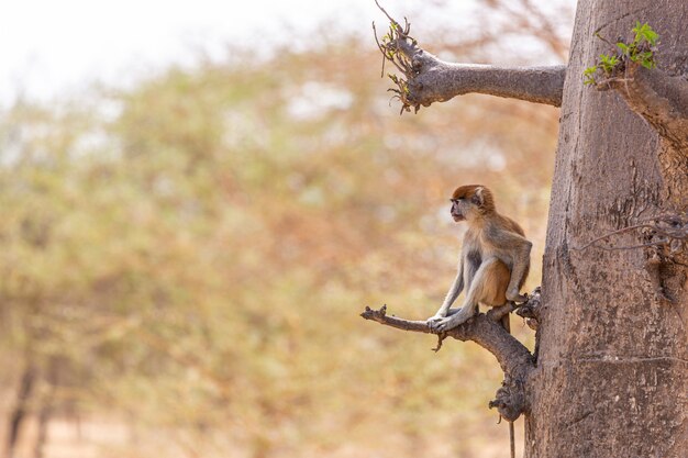 Imagen de un langur marrón sentado en una rama de árbol en Senegal