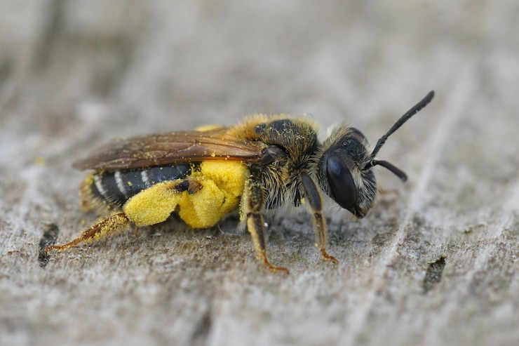 Foto gratuito imagen macro de una abeja minera hembra de cara ancha con polen amarillo