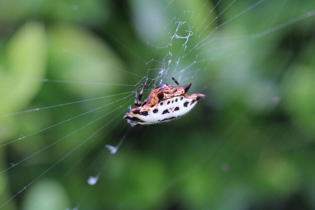 Imagen macro de una araña tejedora de orbe de espalda espinosa en una telaraña