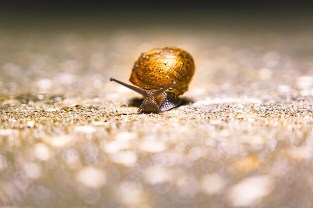 Imagen macro de un caracol terrestre con una concha pintada de oro sobre una superficie áspera