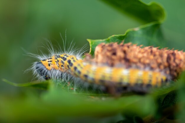 Imagen macro de una oruga peluda amarilla vibrante que se arrastra sobre una hoja verde con un fondo borroso