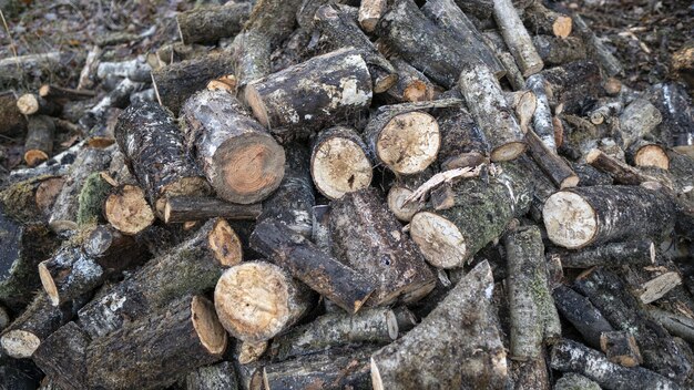 Imagen de maderas de árboles en el suelo rodeadas de hojas y ramas