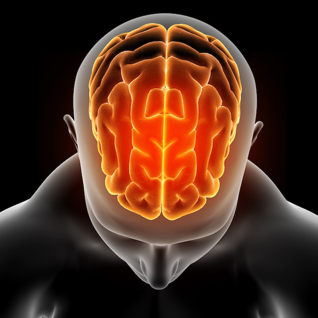 Foto gratuita imagen médica en 3d que muestra una figura masculina con cerebro resaltado.