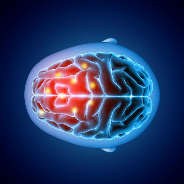 Imagen médica 3D que muestra la vista superior de un cerebro con partes resaltadas
