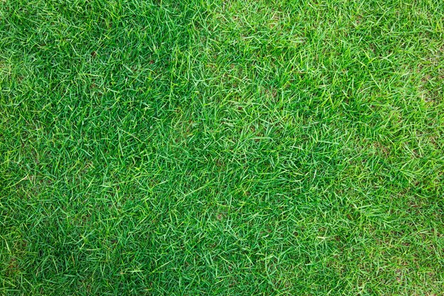 Imagen de primer plano de la hierba verde fresca de primavera